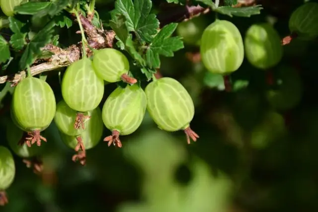 Gooseberry Belarusian sugar: characteristics and description of the variety