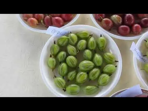 Gooseberry Belarusian sugar: characteristics and description of the variety