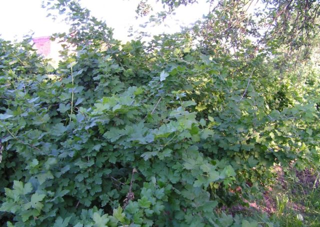 Gooseberry Black Negus: variety description, planting and care