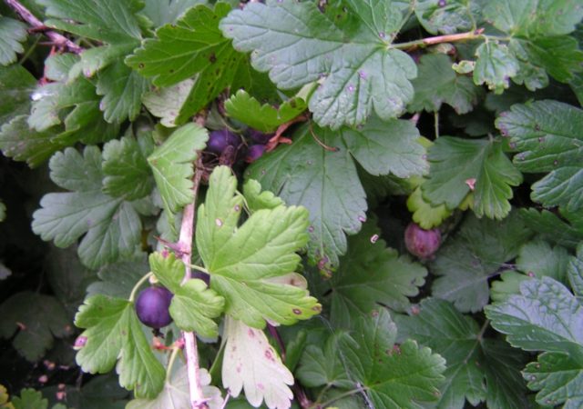 Gooseberry Black Negus: variety description, planting and care