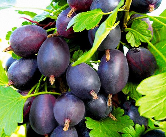 Gooseberry Black Negus: variety description, planting and care