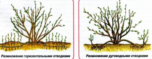 Gooseberry Black Negus: variety description, planting and care