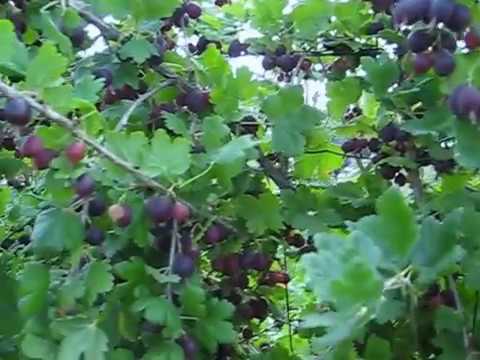 Gooseberry Black Negus: variety description, planting and care