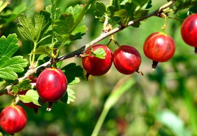 Gooseberry Candy