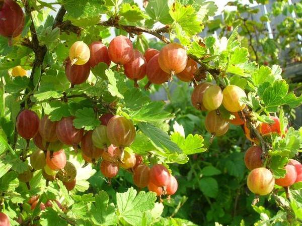 Gooseberry Candy