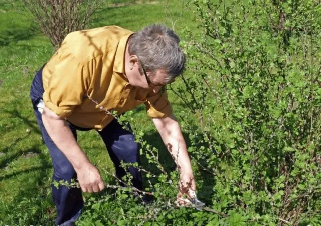 Gooseberry care after harvest