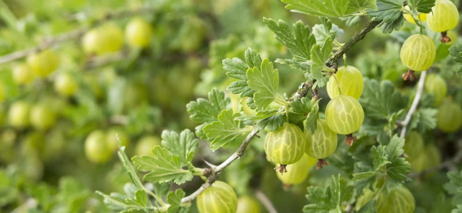 Gooseberry care after harvest