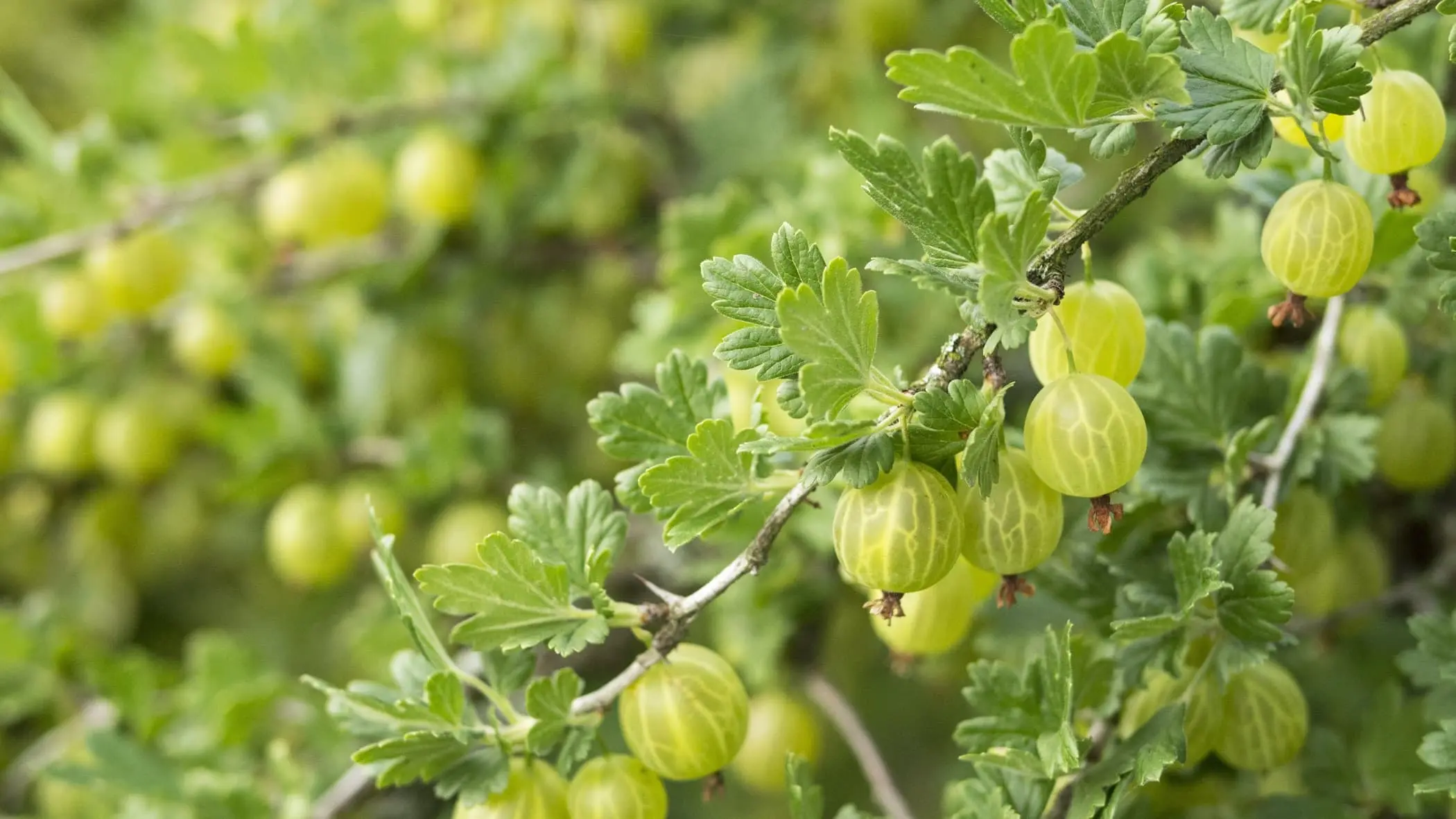 Gooseberry care after harvest