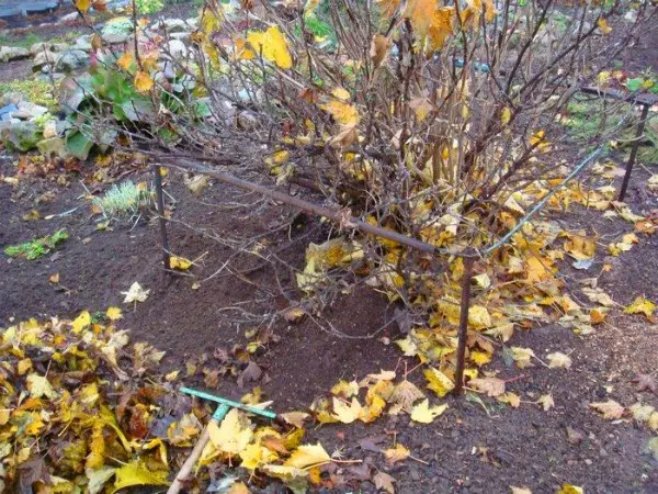 Gooseberry care in autumn and preparation for winter step by step