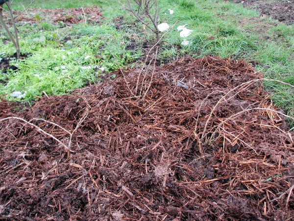 Gooseberry care in autumn and preparation for winter step by step