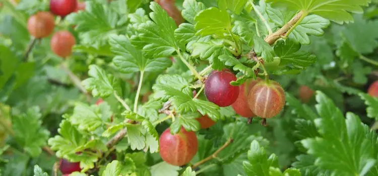 Gooseberry care in autumn and preparation for winter step by step