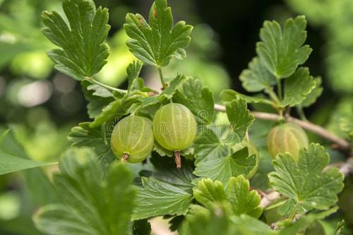 Gooseberry care in spring: watering and fertilizing