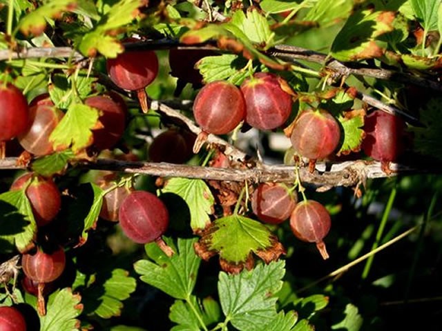 Gooseberry Change: characteristics and description of the variety