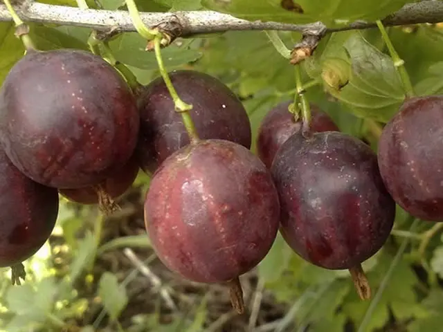 Gooseberry Change: characteristics and description of the variety