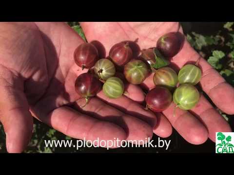 Gooseberry Change: characteristics and description of the variety