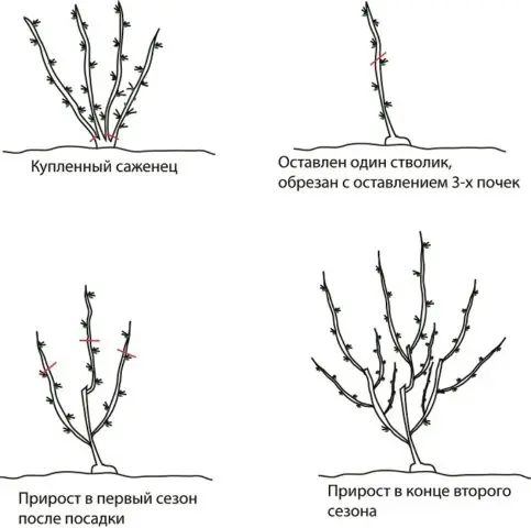 Gooseberry Change: characteristics and description of the variety