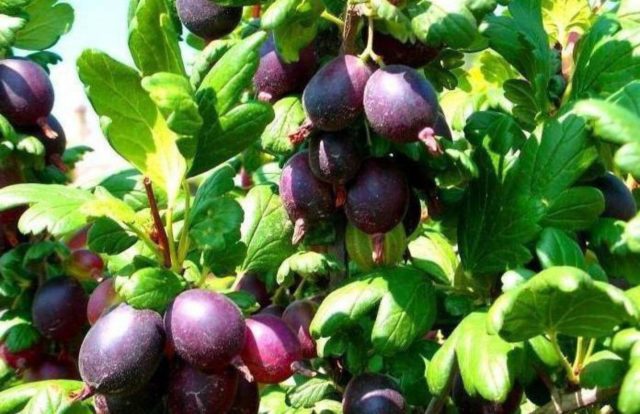 Gooseberry Chernomor: characteristics and description of the variety