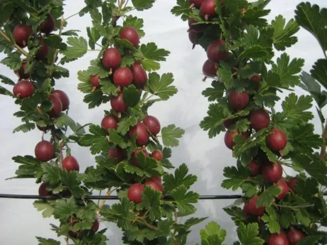 Gooseberry Chernomor: characteristics and description of the variety