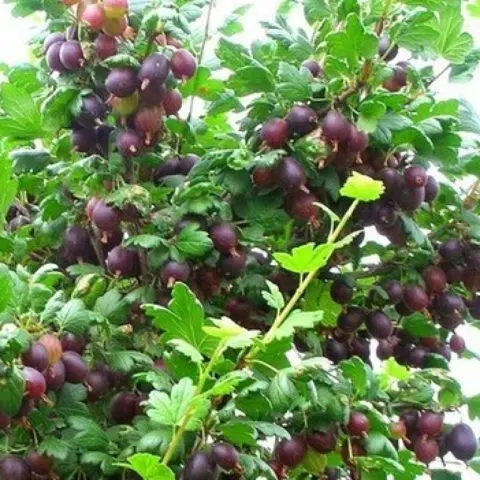 Gooseberry Chernomor: characteristics and description of the variety