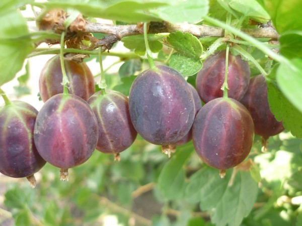 Gooseberry Commander: all about growing varieties