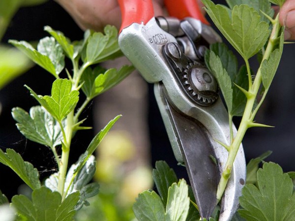 Gooseberry Commander: all about growing varieties