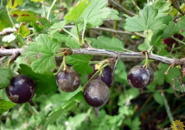 Gooseberry Commander: all about growing varieties