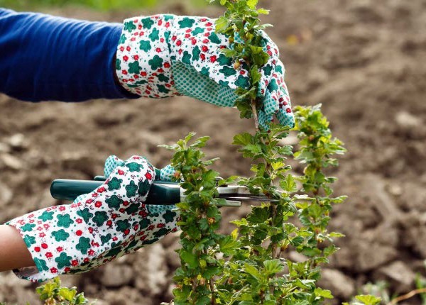 Gooseberry diseases: description and methods of prevention