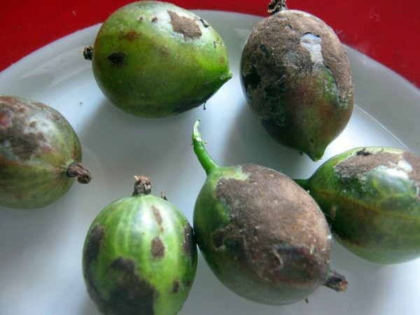 Gooseberry diseases: description and methods of prevention