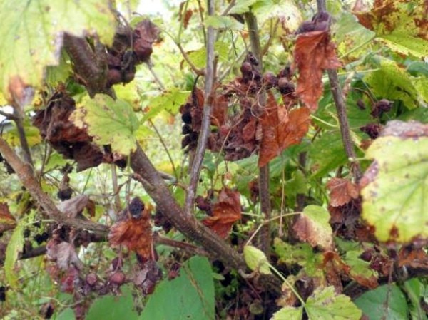 Gooseberry diseases: description and methods of prevention