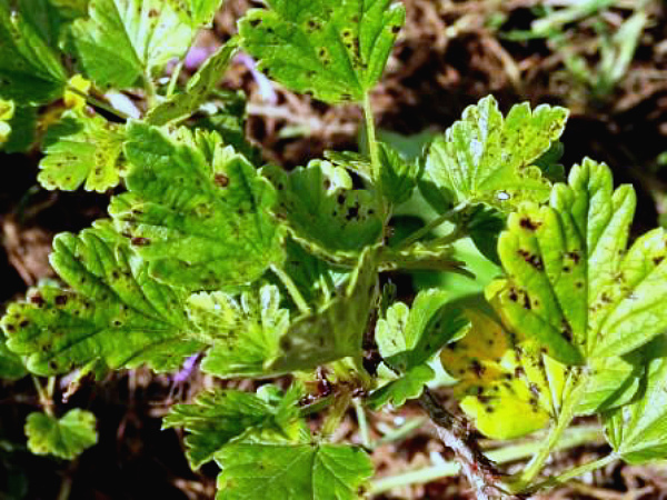 Gooseberry diseases: description and methods of prevention