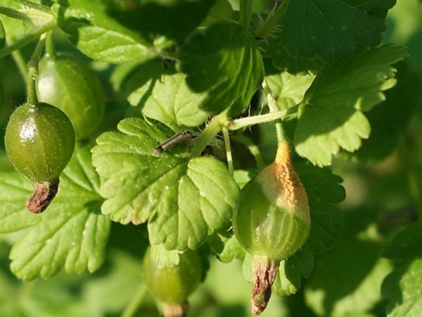 Gooseberry diseases: description and methods of prevention