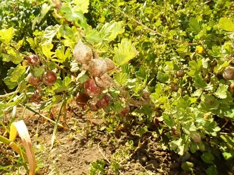 Gooseberry diseases: description and methods of prevention