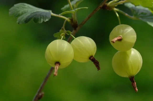 Gooseberry diseases: description and methods of prevention