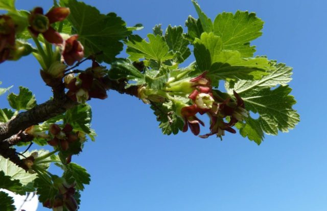 Gooseberry English yellow: reviews, photos, yield, planting and care