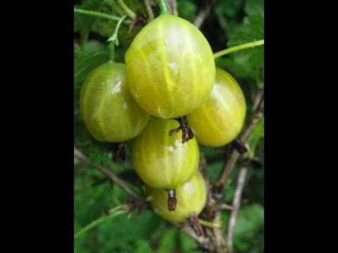 Gooseberry English yellow: reviews, photos, yield, planting and care