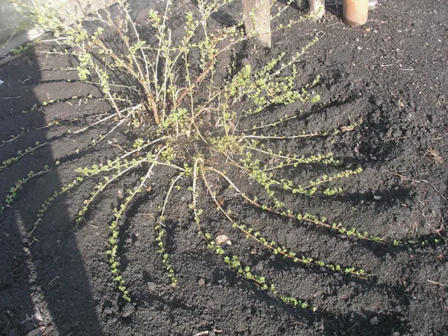 Gooseberry English yellow: reviews, photos, yield, planting and care