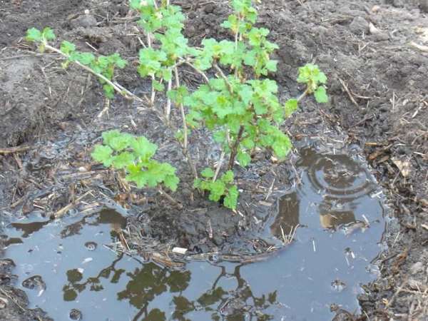 Gooseberry English yellow: reviews, photos, yield, planting and care