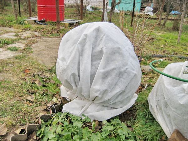 Gooseberry English yellow: reviews, photos, yield, planting and care