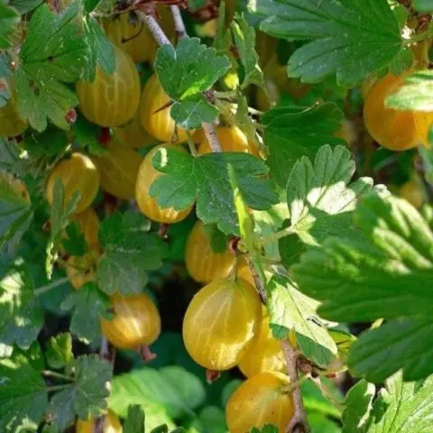 Gooseberry English yellow: reviews, photos, yield, planting and care