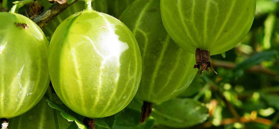 Gooseberry English yellow: reviews, photos, yield, planting and care