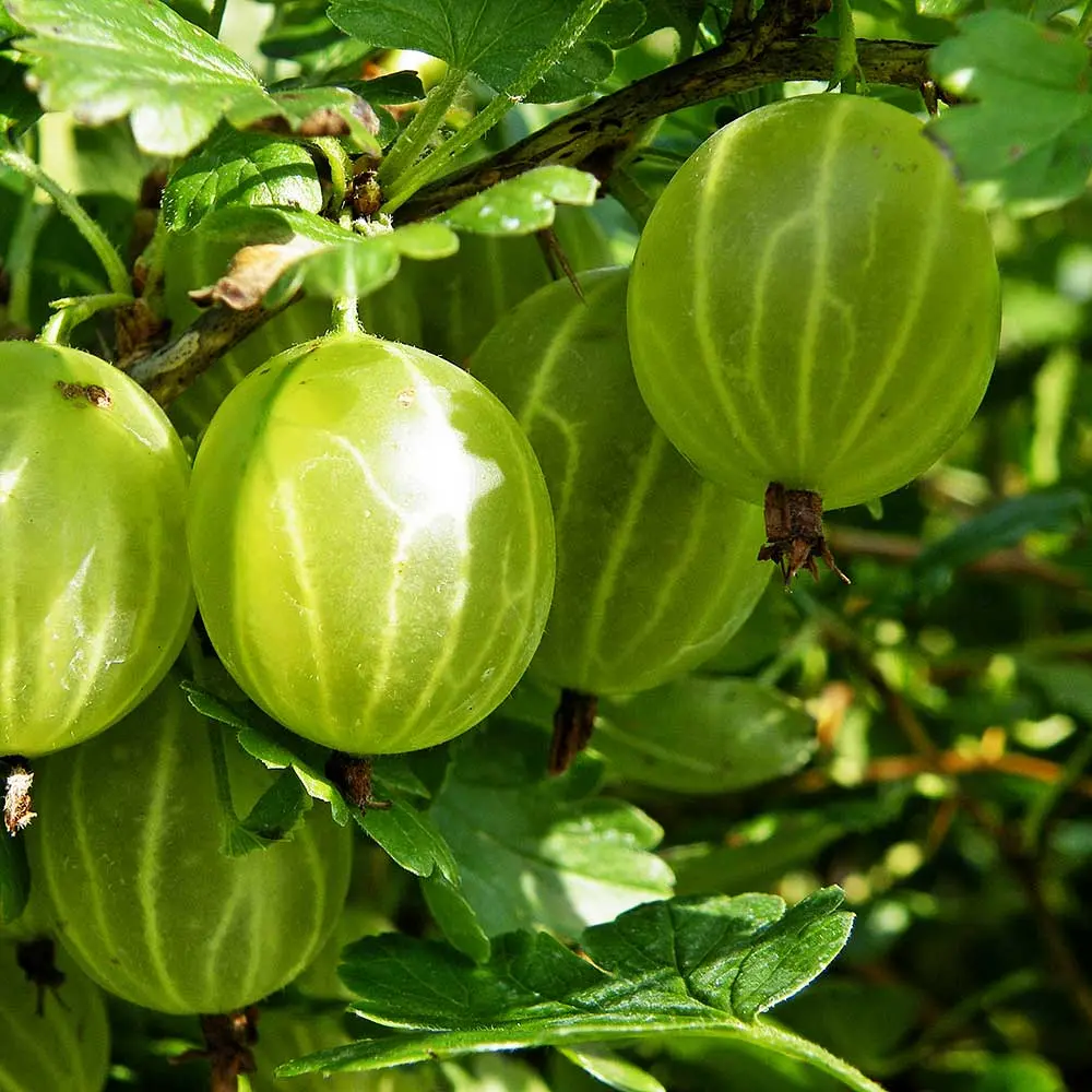 Gooseberry English yellow: reviews, photos, yield, planting and care