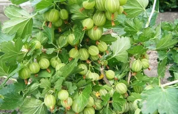 Gooseberry Green rain: reviews, planting and care