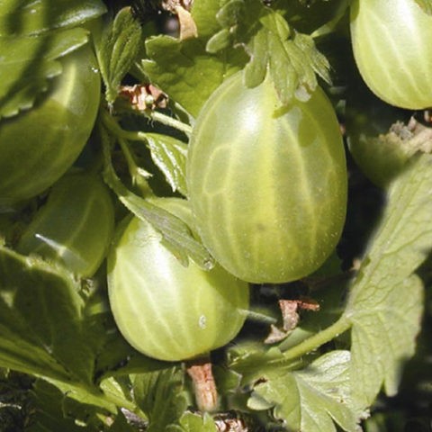 Gooseberry Green rain: reviews, planting and care