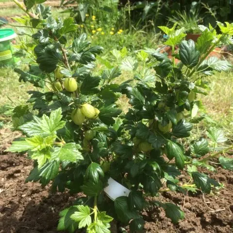 Gooseberry Green rain: reviews, planting and care