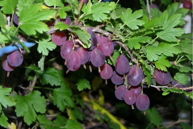 Gooseberry Grushenka