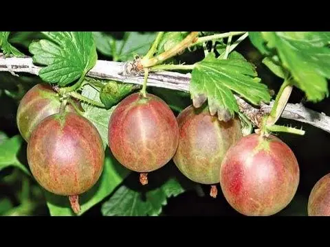 Gooseberry Grushenka