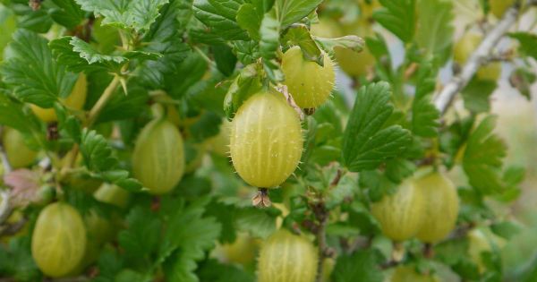 Gooseberry Grushenka: the secrets of growing a thornless variety