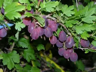 Gooseberry Grushenka