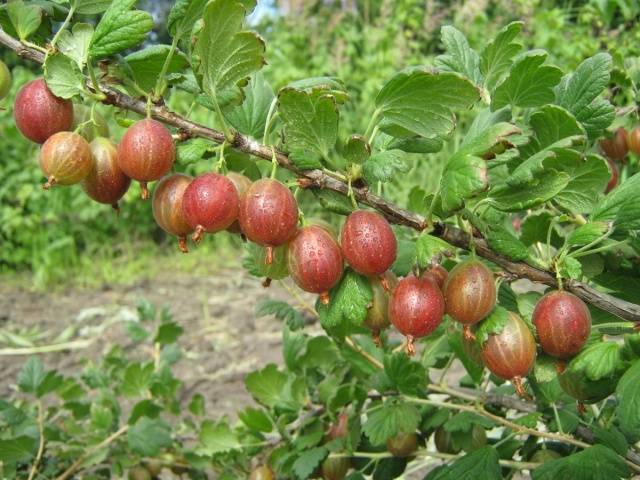 Gooseberry Harlequin