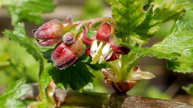 Gooseberry Harlequin